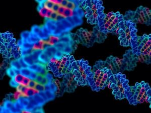 ساختار ژنوم انسانی